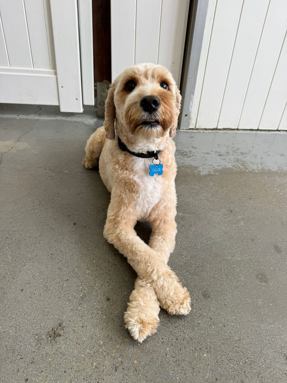 What To Do With Your Dog While You’re At Work (Gold Coast Guide)