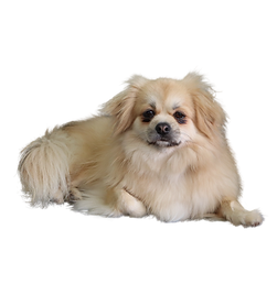 Untitled design (29).png