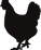 Kylling icon.png