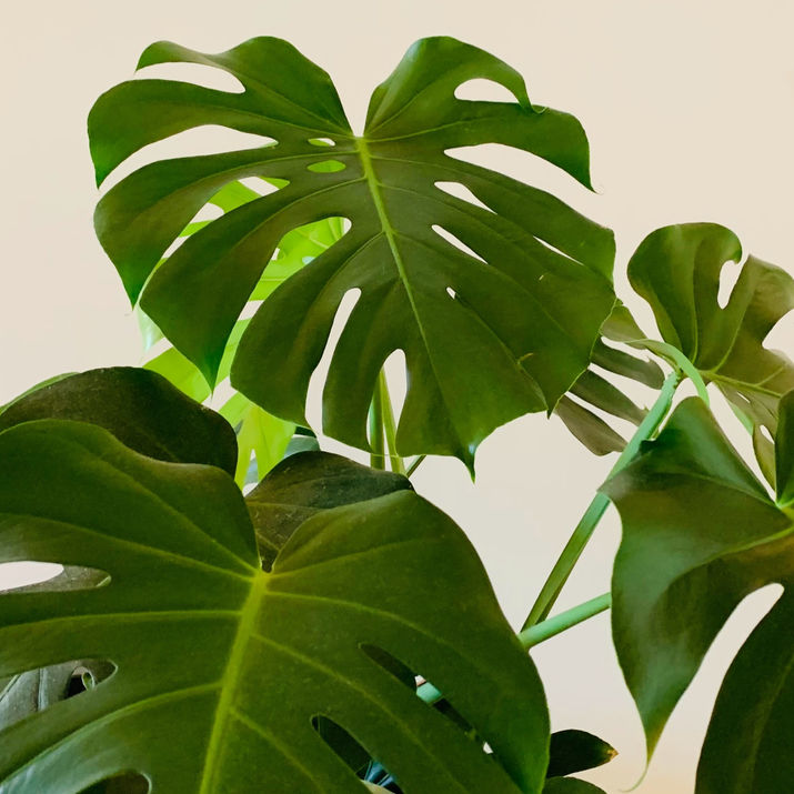 Monstera