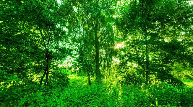 Free Photo | Green forest. (2016, September 26). Freepik. https://www.freepik.com