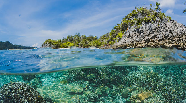 Free Photo | Coral reefs below the surface of an island. (2017, May 5). Freepik. https://www.freepik.com