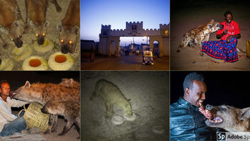 Ethiopia- wild Hyena's in old Town, Harar.