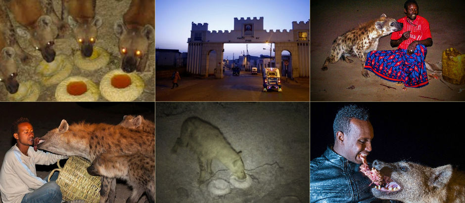 Ethiopia- wild Hyena's in old Town, Harar.