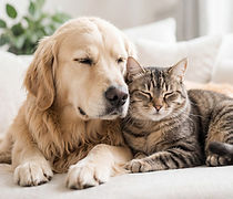Golden retriever and tabby cat cuddling, UnRuffled Pets