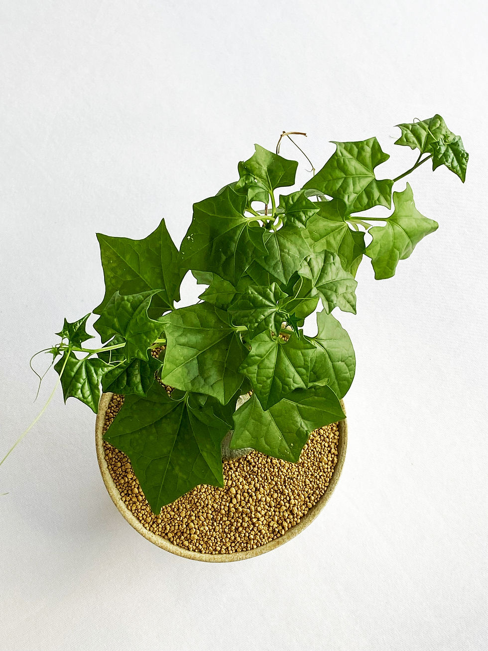 Thumbnail: Young ivy-like plant in a gold pot