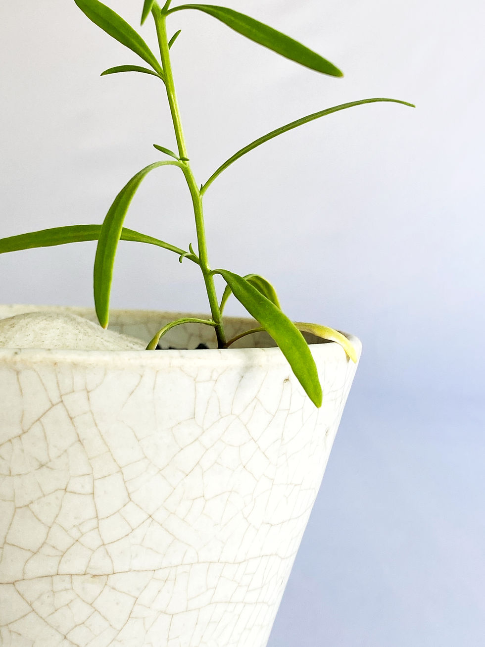 Thumbnail: baby root ten