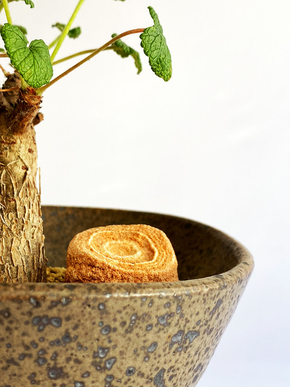 Thumbnail: baby root three