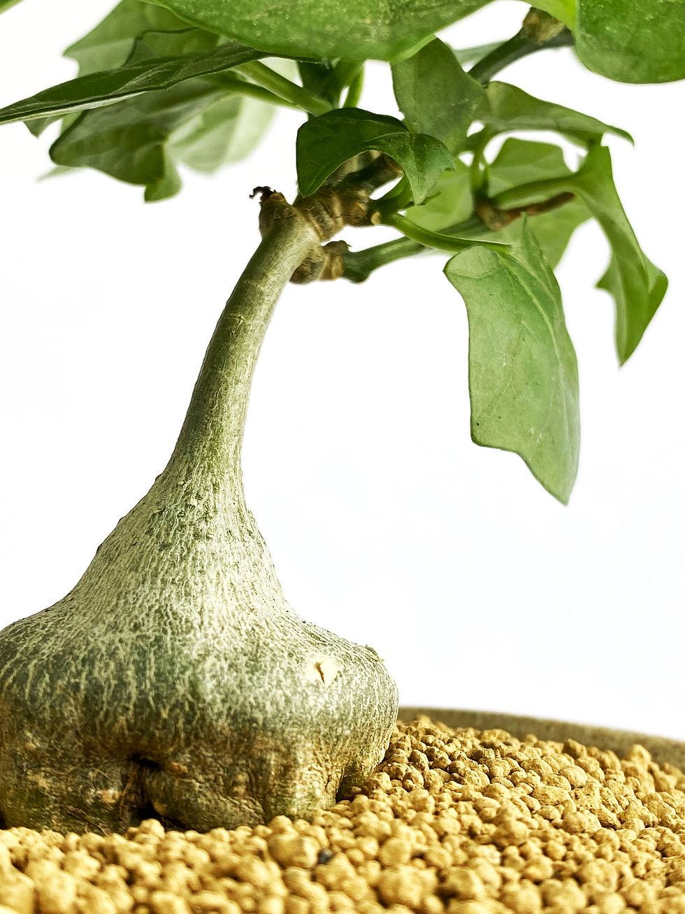 Thumbnail: Baby root plant with green leaves in granular soil