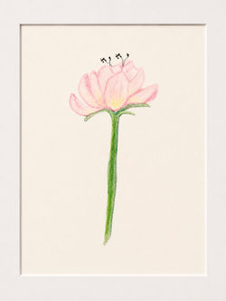 Untitled — Pink Botanical Study
