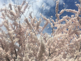 spring's caress