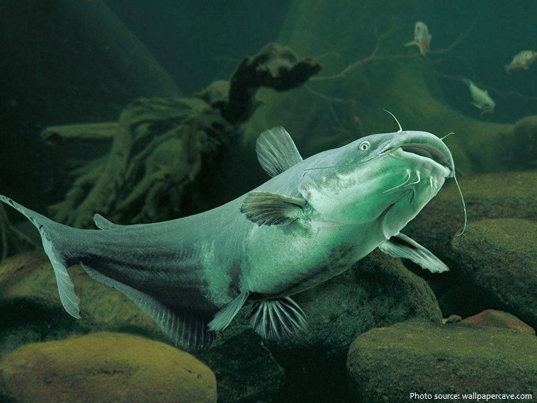 catfish.jpeg