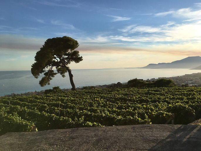 tenuta-selvadolce.jpeg