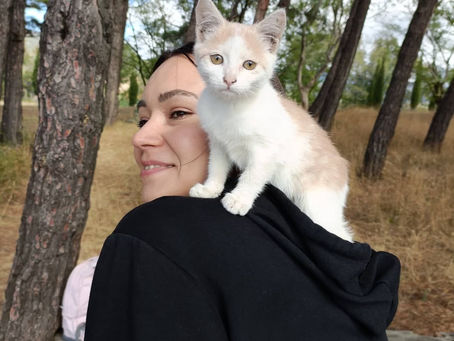 Cats at the Monastery