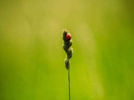 _Ladybirds---by-Alicia-Warner-3.jpg