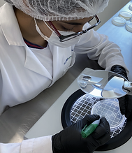 MICROCENEBA1 (2).png