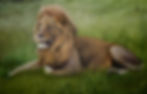 African Lion
