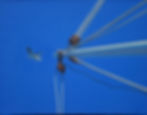 Blue Morning