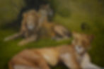Lion Pride