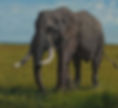 Lone Bull