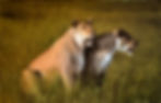 Two Lionesses