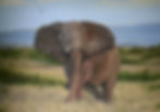 Lone Elephant