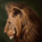 Long Live The King