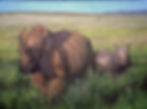 Mother Rhino & Baby