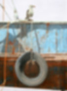 Still LIfe with Sea Gull