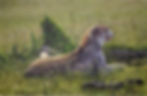 Cheetah