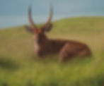 Defassa Waterbuck