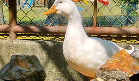 アヒル | 樽が橋遊園 | 動物紹介