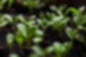 seedlings-7110591_1280.jpg