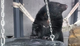 ツキノワグマ | 樽が橋遊園 | 動物紹介