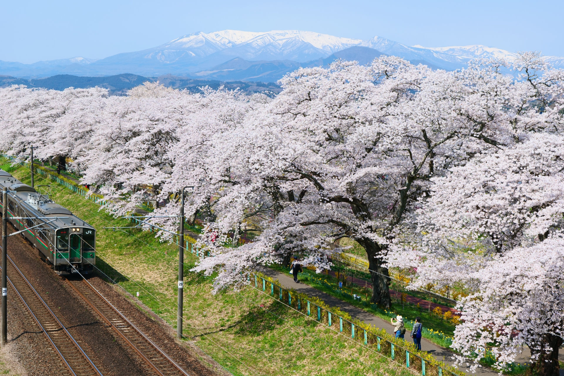 Cherry blossoms alongside a train track with people taking pictures of both