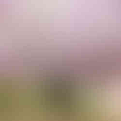 A very old wisteria tree that is supported by a very wide trellis.