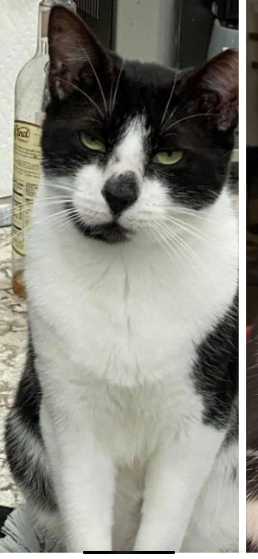 sylvester