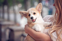 Dunbroke Toy Aussies and Pembroke Welsh Corgis - Priceville, Ontario - Dog Breeder - Corgi Puppy