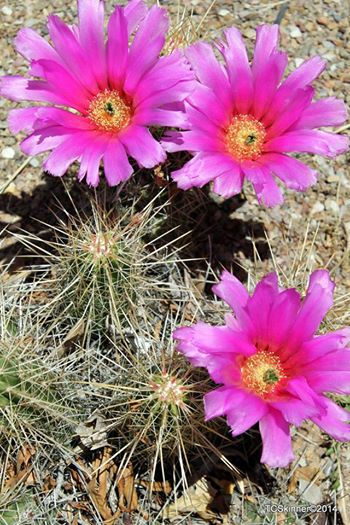 Cactus Flower