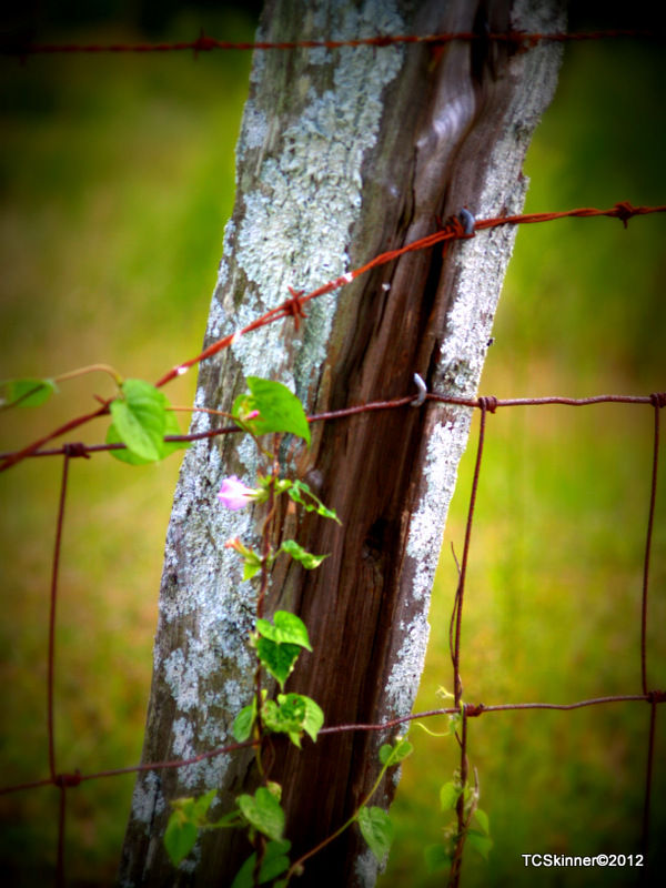 Rail vine