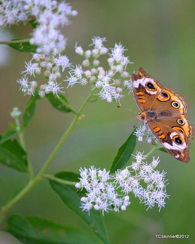 Lace butterfly