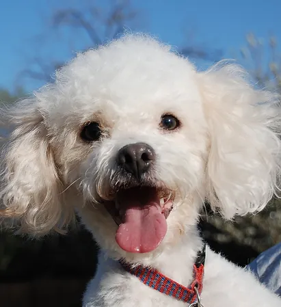 norcalpoodlerescue