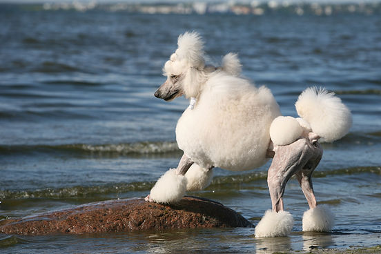 Standard Poodle on the Beach.jpg