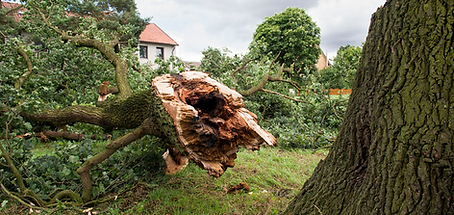 TREE SERVICES.PNG