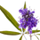 Thumbnail: NUTRILITE EPO Plus (60 sg)