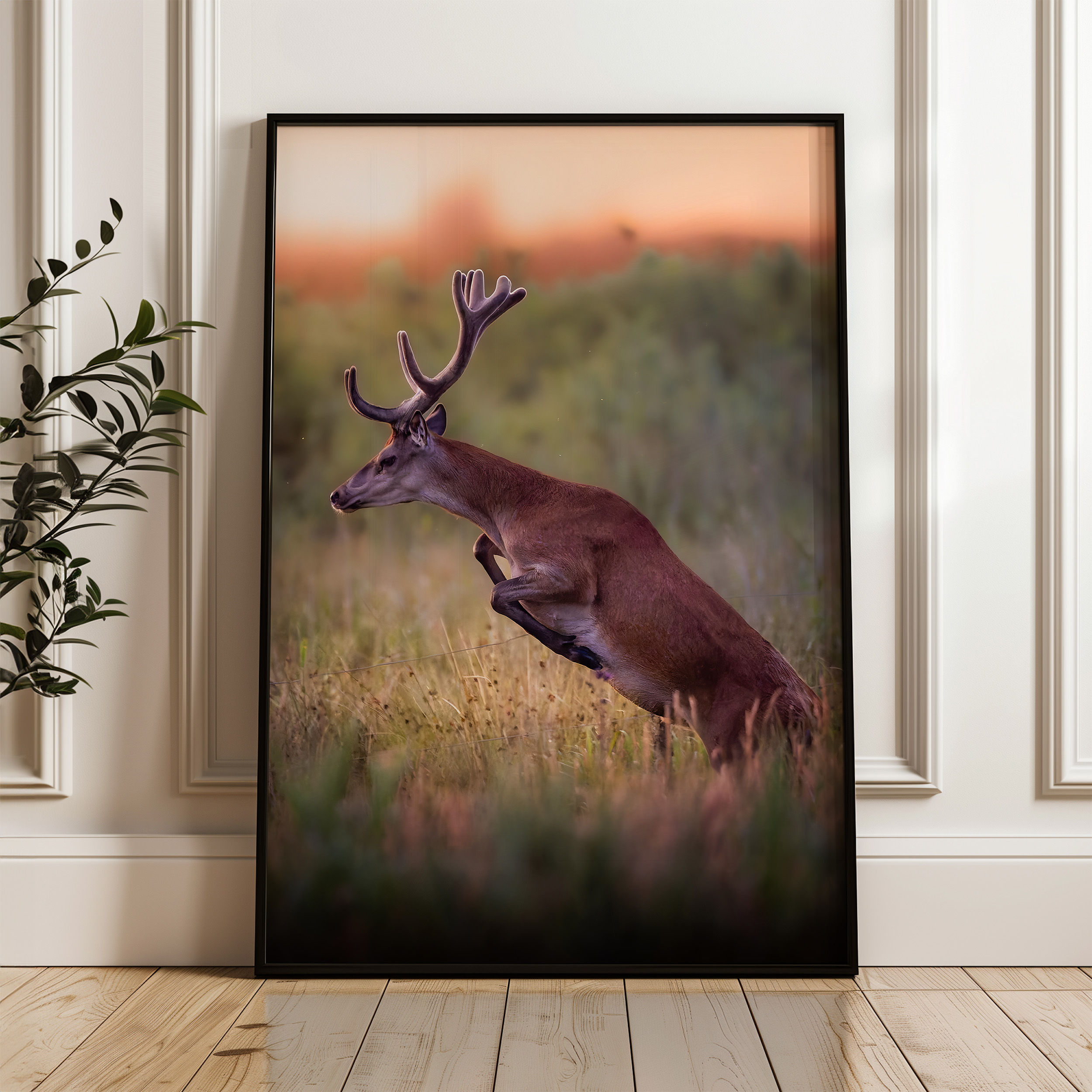 Kronhjort På Spring