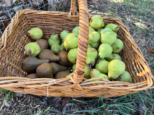 Preserving the Perfect Pear
