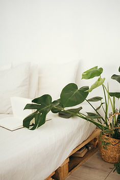bed and plant