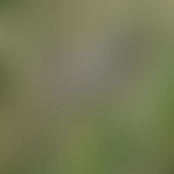 Is that a bison hairball?