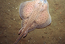 Little Skate.png